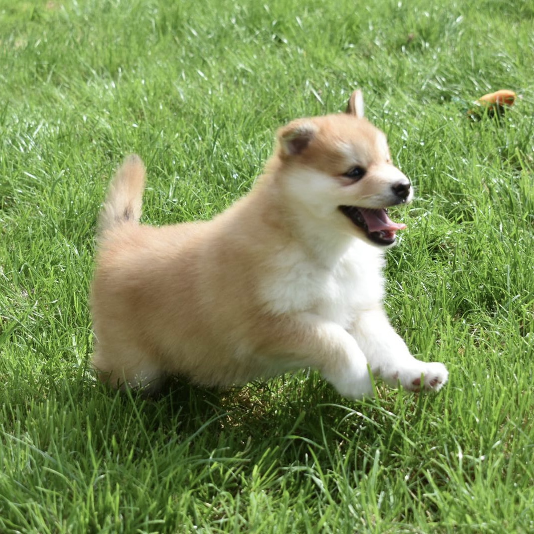 Card image of pomsky running