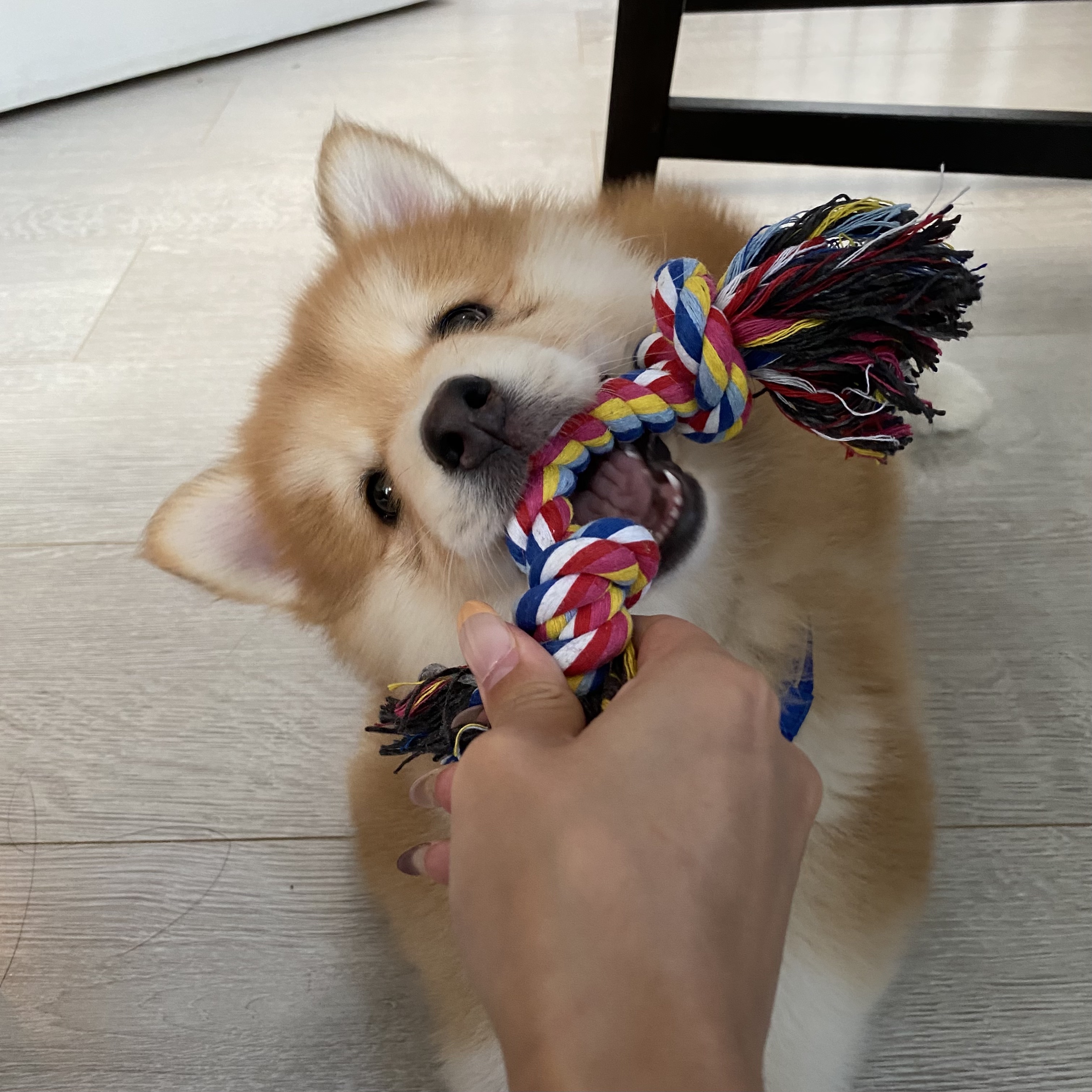 Card image of pomsky biting