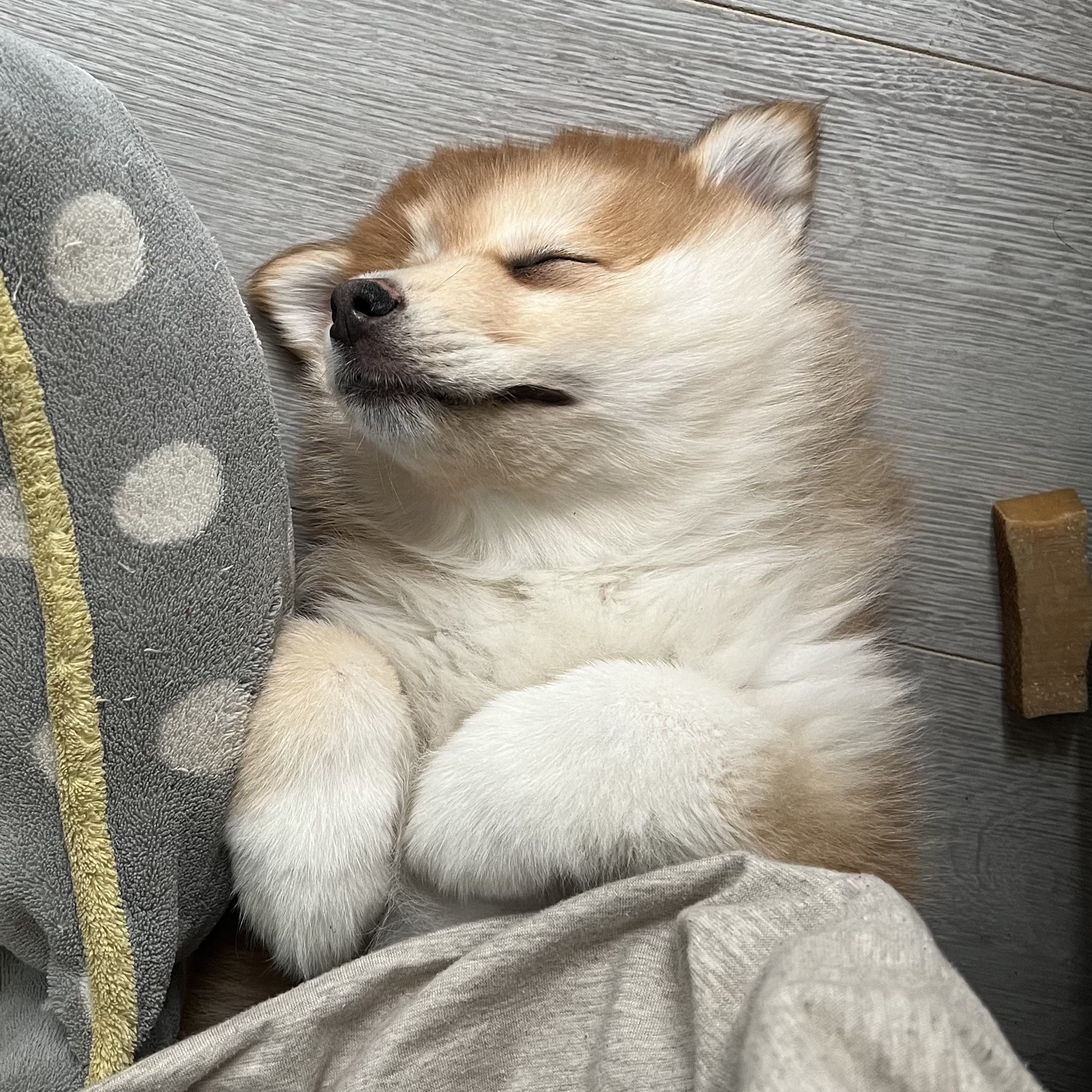 Card image of pomsky sleeping